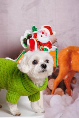 Profesyonel stüdyoda Maltalı köpeğin Noel fotoğrafı.