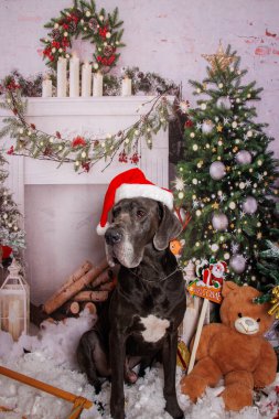 Büyük Danua köpeği Noel 'de profesyonel fotoğraf çekiminde. 