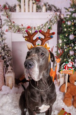 Büyük Danua köpeği Noel 'de profesyonel fotoğraf çekiminde. 