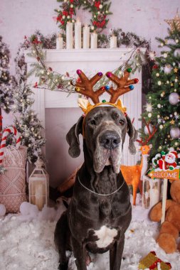 Büyük Danua köpeği Noel 'de profesyonel fotoğraf çekiminde. 