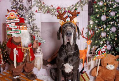 Büyük Danua köpeği Noel 'de profesyonel fotoğraf çekiminde. 