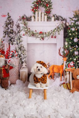 Profesyonel stüdyoda Maltalı köpeğin Noel fotoğrafı.