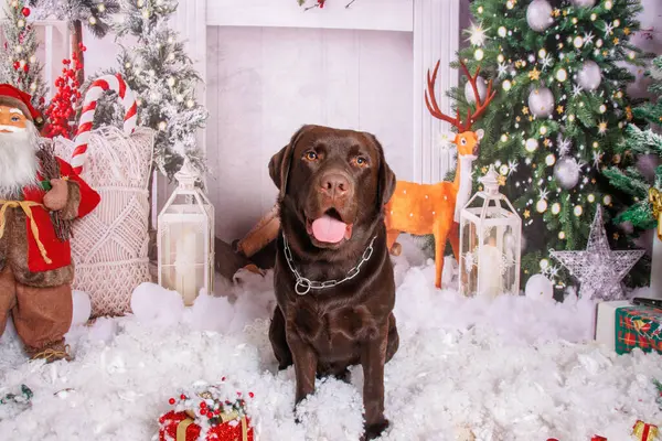 Profesyonel stüdyoda çikolatalı Labrador köpeği üzerine Noel fotoğrafı.