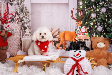 Profesyonel stüdyoda Maltalı köpeğin Noel fotoğrafı.