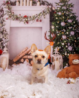 Profesyonel stüdyoda Chihuahua köpeğiyle güzel bir Noel fotoğrafı çekimi.