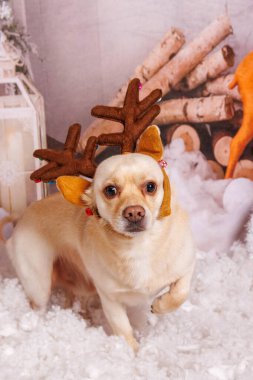 Profesyonel stüdyoda Chihuahua köpeğiyle güzel bir Noel fotoğrafı çekimi.