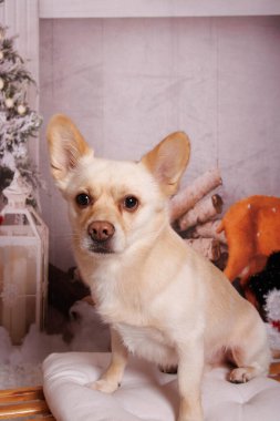 Profesyonel stüdyoda Chihuahua köpeğiyle güzel bir Noel fotoğrafı çekimi.