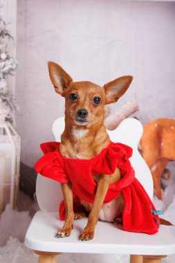 Chihuahua köpeği, sıcak atmosferde Noel fotoğrafı çekimi.