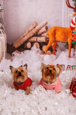 Yorkshire Terrier köpeği, sıcak atmosferde Noel fotoğrafı çekimi.