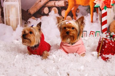 Yorkshire Terrier köpeği, sıcak atmosferde Noel fotoğrafı çekimi.