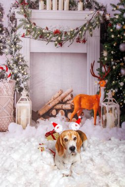 Beagle dog, rahat atmosferde Noel fotoğrafı çekimi. 