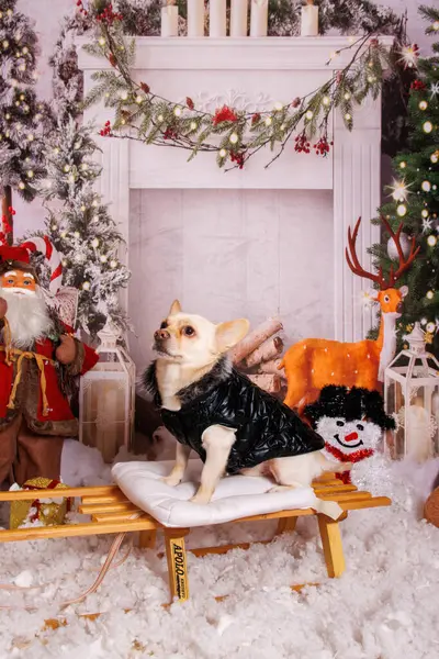 Profesyonel stüdyoda Chihuahua köpeğiyle güzel bir Noel fotoğrafı çekimi.