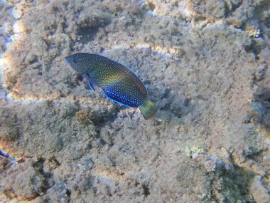 Mavi Benekli Tamarin Yolu Anampses caeruleopunctatus. Denizaltı fotoğrafçılığı