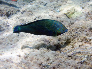 Mavi Benekli Tamarin Yolu Anampses caeruleopunctatus. Denizaltı fotoğrafçılığı