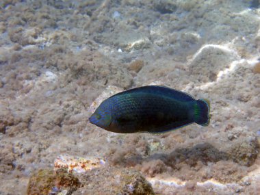 Mavi Benekli Tamarin Yolu Anampses caeruleopunctatus. Denizaltı fotoğrafçılığı