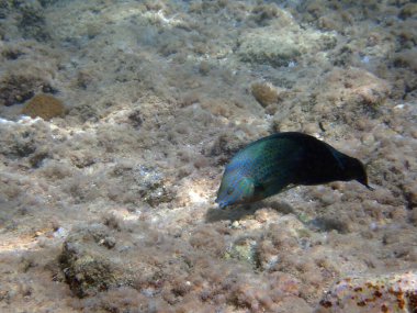 Mavi Benekli Tamarin Yolu Anampses caeruleopunctatus. Denizaltı fotoğrafçılığı