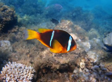 The orange-fin anemonefish (Amphiprion chrysopterus) is a marine fish belonging to the family Pomacentridae clipart