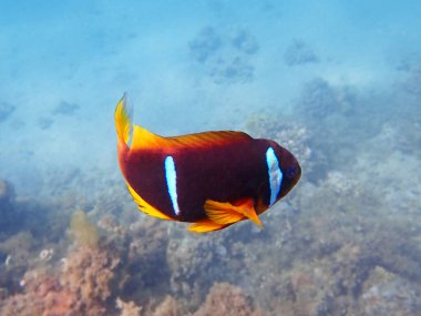 Turuncu yüzgeçli anemonbalık (Amphiprion chrysopterus), Pomacentridae familyasından bir balık türü.