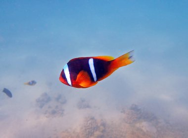 Turuncu yüzgeçli anemonbalık (Amphiprion chrysopterus), Pomacentridae familyasından bir balık türü.