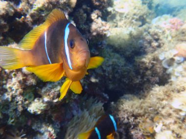 The orange-fin anemonefish (Amphiprion chrysopterus) is a marine fish belonging to the family Pomacentridae clipart