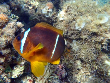 Turuncu yüzgeçli anemonbalık (Amphiprion chrysopterus), Pomacentridae familyasından bir balık türü.