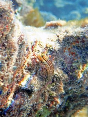 Küçük Benekli Çatışma Blenny - Ecsenius stictus (nadir bir görüntü))