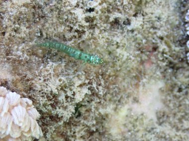 Zümrüt cüce keçi balığı - Eviota smaragdus