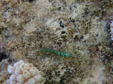 Zümrüt cüce keçi balığı - Eviota smaragdus