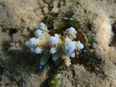 Acropora kısa polip taşlı mercan, Kızıl Deniz 'e sualtı fotoğrafı