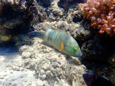 Süpürge kuyruklu balık - (Cheilinus lunulatus) 