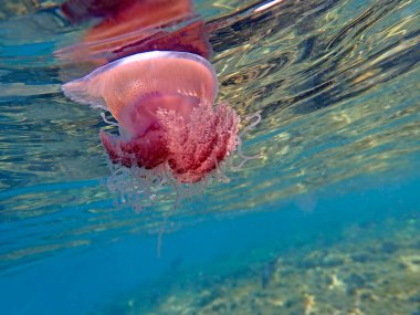 Cephea cephea, also known as the crown jellyfish, or cauliflower jellyfish clipart