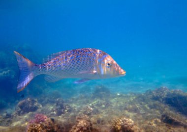 Lethrinus nebulosus, Kızıl Deniz 'e doğru suyla süslenmiş imparator.