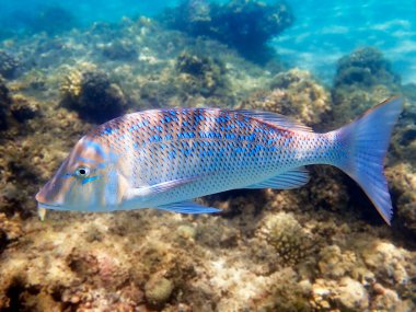 Lethrinus nebulosus, Kızıl Deniz 'e doğru suyla süslenmiş imparator.