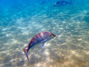 Lethrinus nebulosus, Kızıl Deniz 'e doğru suyla süslenmiş imparator.