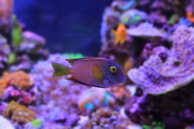 Kole tang Deniz tank