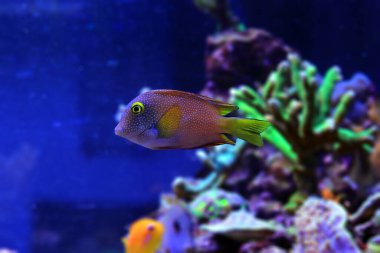 Kole tang Deniz tank