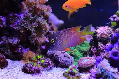 Kole tang Deniz tank