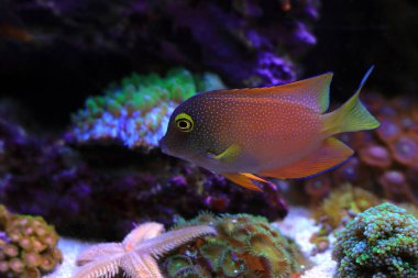 Kole tang Deniz tank