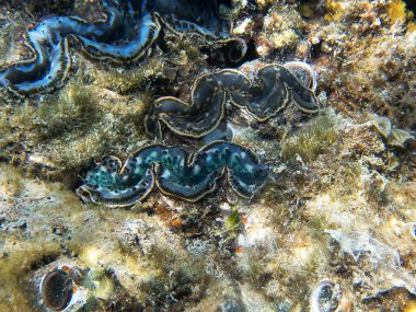 Maxima istiridyesi - (Tridacna maxima)