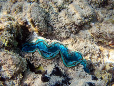 Maxima istiridyesi - (Tridacna maxima)