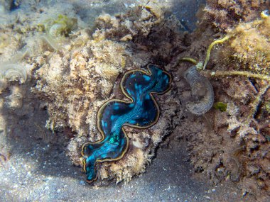 Maxima istiridyesi - (Tridacna maxima)