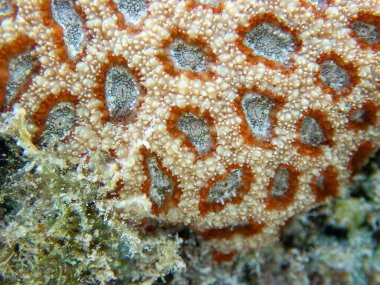 Favia, Mussidae familyasından bir resif mercan cinsi..