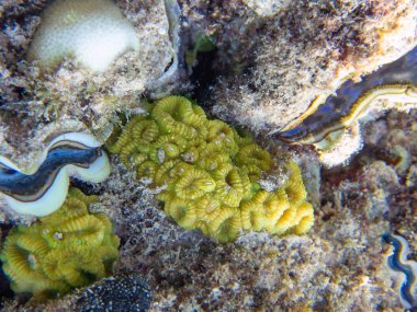 Favoriler Merulinidae familyasından bir polip taşlı mercan cinsidir.