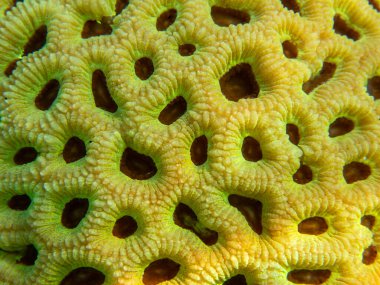 Favoriler Merulinidae familyasından bir polip taşlı mercan cinsidir.