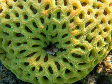 Favoriler Merulinidae familyasından bir polip taşlı mercan cinsidir.