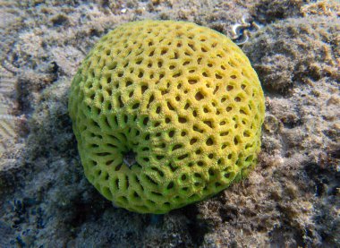 Favoriler Merulinidae familyasından bir polip taşlı mercan cinsidir.