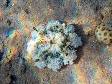 Kızıl Deniz 'de baş aşağı duran denizanaları (cassiopea andromeda).