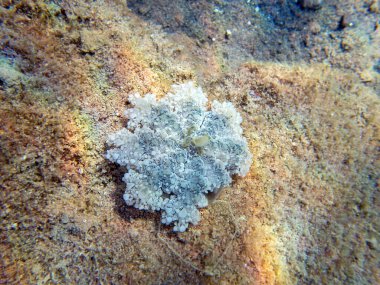 Kızıl Deniz 'de baş aşağı duran denizanaları (cassiopea andromeda).