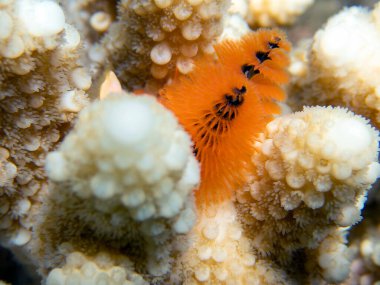 Noel ağacı solucanı - Spirobranchus giganteus, sualtı fotoğrafçılığı