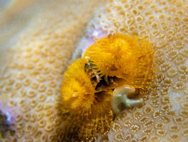 Noel ağacı solucanı - Spirobranchus giganteus, sualtı fotoğrafçılığı